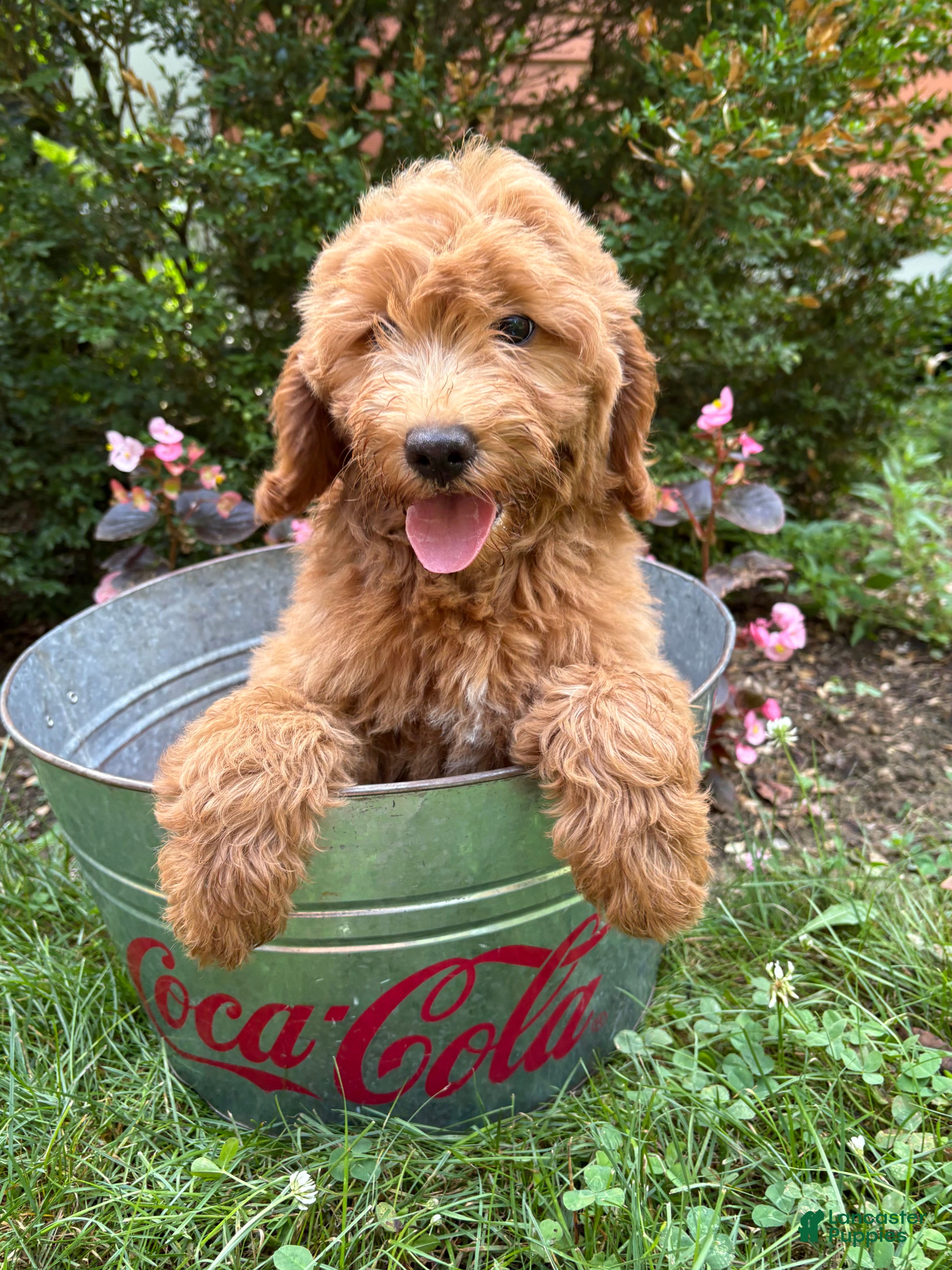 Mini Goldendoodle dogs Brooke - Ad 1