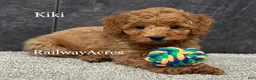 Goldendoodle dogs for sale: Kiki - Ad 1