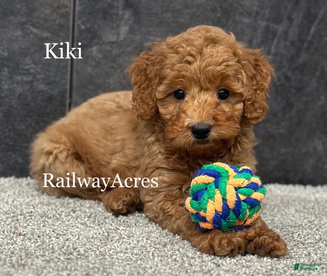 Goldendoodle dogs for sale: Kiki - Ad 1
