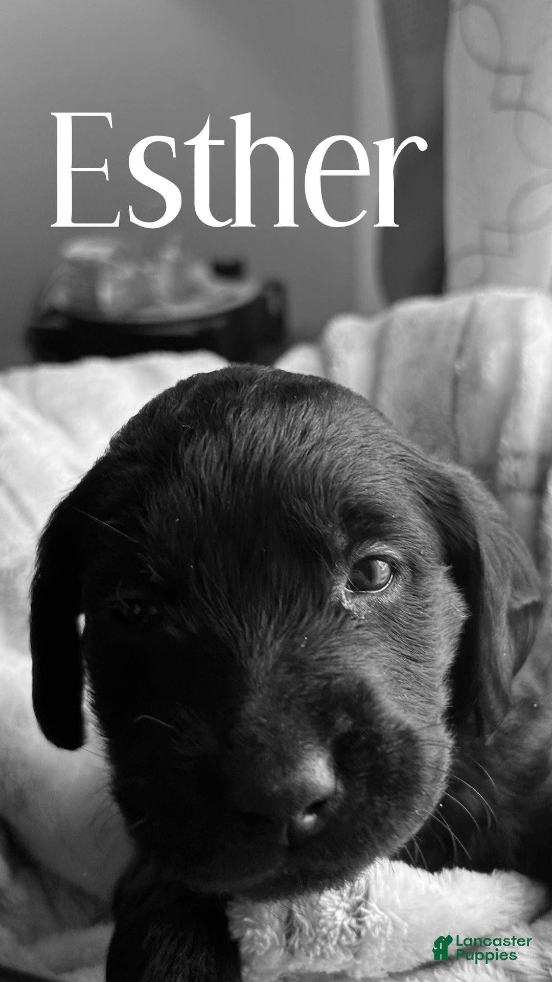 Mixed Breed dogs Golden Labradoodle Puppy 6 Yellow Collar - Ad 29