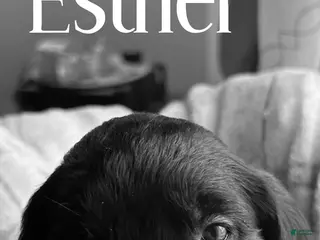 Mixed Breed dogs Golden Labradoodle Puppy 6 Yellow Collar - Ad 6