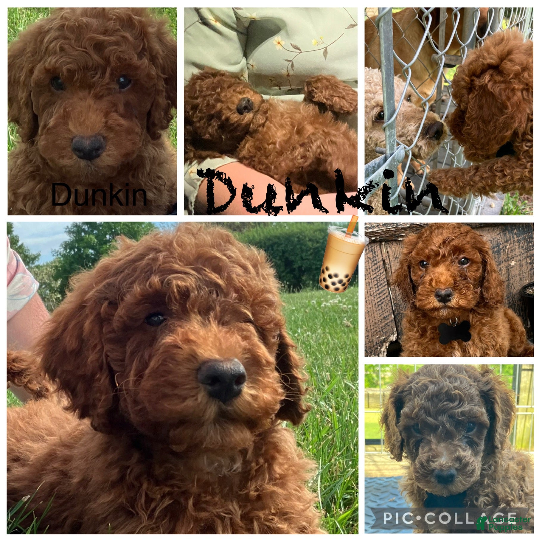 Miniature Poodle dogs Dunkin - Ad 1