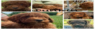 Dunkin