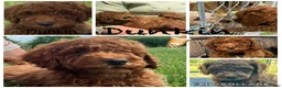 Miniature Poodle dogs for sale: Dunkin - Ad 1