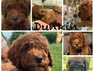 Miniature Poodle dogs for sale: Dunkin - Ad 2
