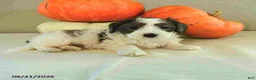 Mini Bernedoodle dogs for sale: Micah - Ad 3