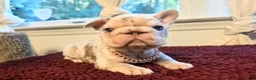 French Bulldog dogs for sale: French Bulldog 3-Greta - Ad 3