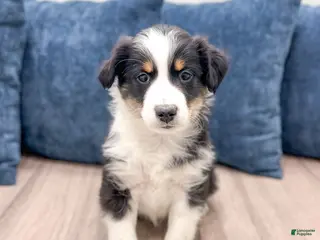 Miniature Australian Shepherd dogs Banjo - Ad 26