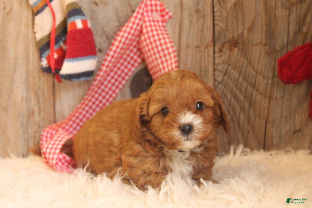 Cavapoo dogs for sale: Trix - Ad 7