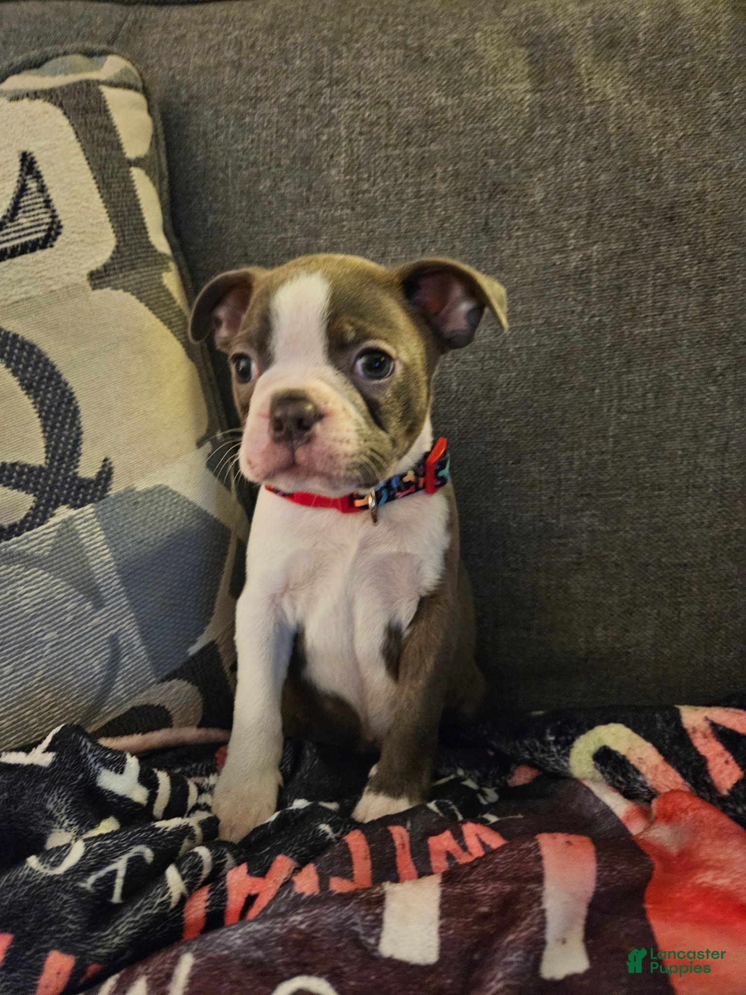 Boston Terrier dogs Blue Boy - Ad 6