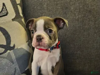 Boston Terrier dogs Blue Boy - Ad 4