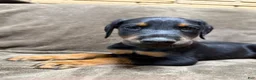 Doberman Pinscher dogs for sale: Orion - Ad 2
