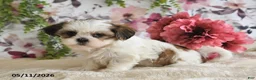 Shih Tzu dogs for sale: Shelby - Ad 1