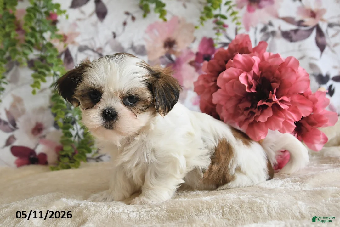 Shih Tzu dogs for sale: Shelby - Ad 1