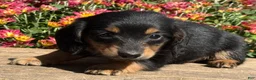 Miniature Dachshund dogs for sale: Taffy - Ad 3