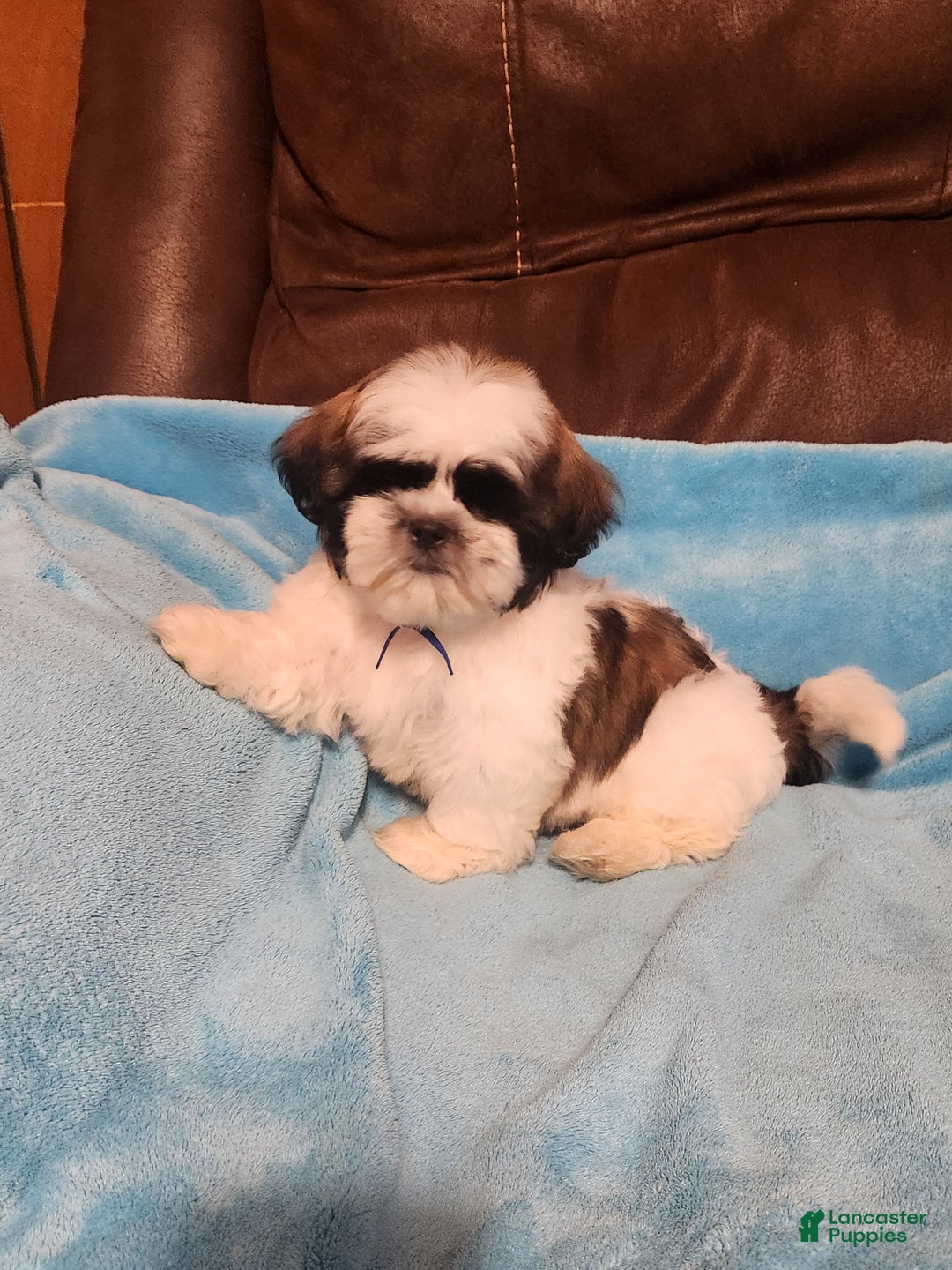Shih Tzu dogs for sale: Shih Tzu Puppy 1 - Ad 4