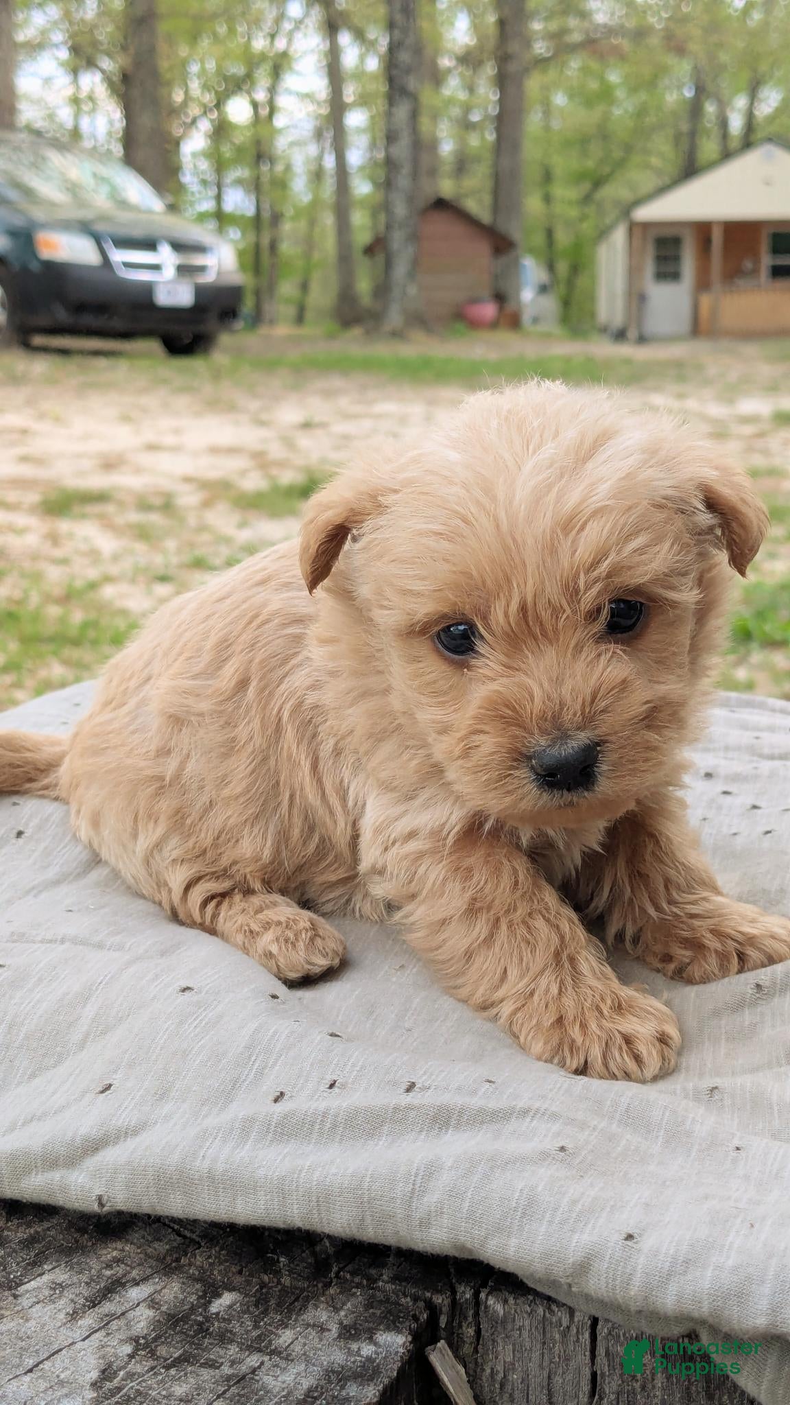 Mixed Breed dogs Toby - Ad 2