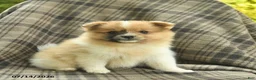 Pomeranian dogs for sale: Sandy  - Ad 4