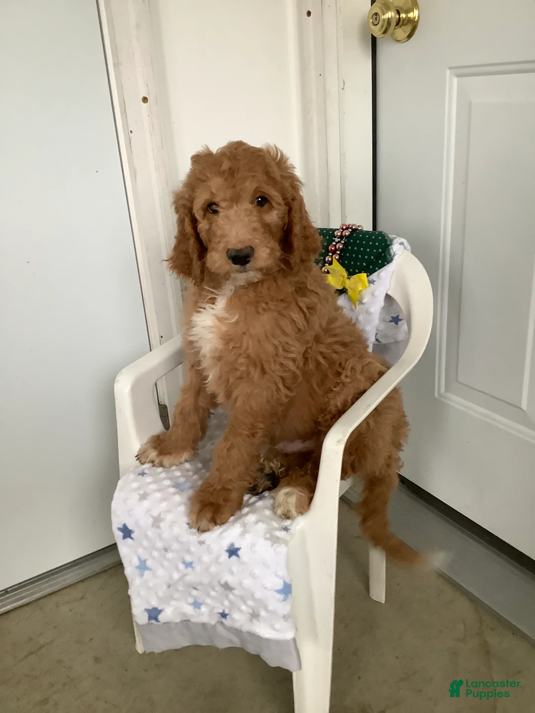 Goldendoodle dogs for sale: Freddie Goldendoodle Puppy 2 - Ad 2