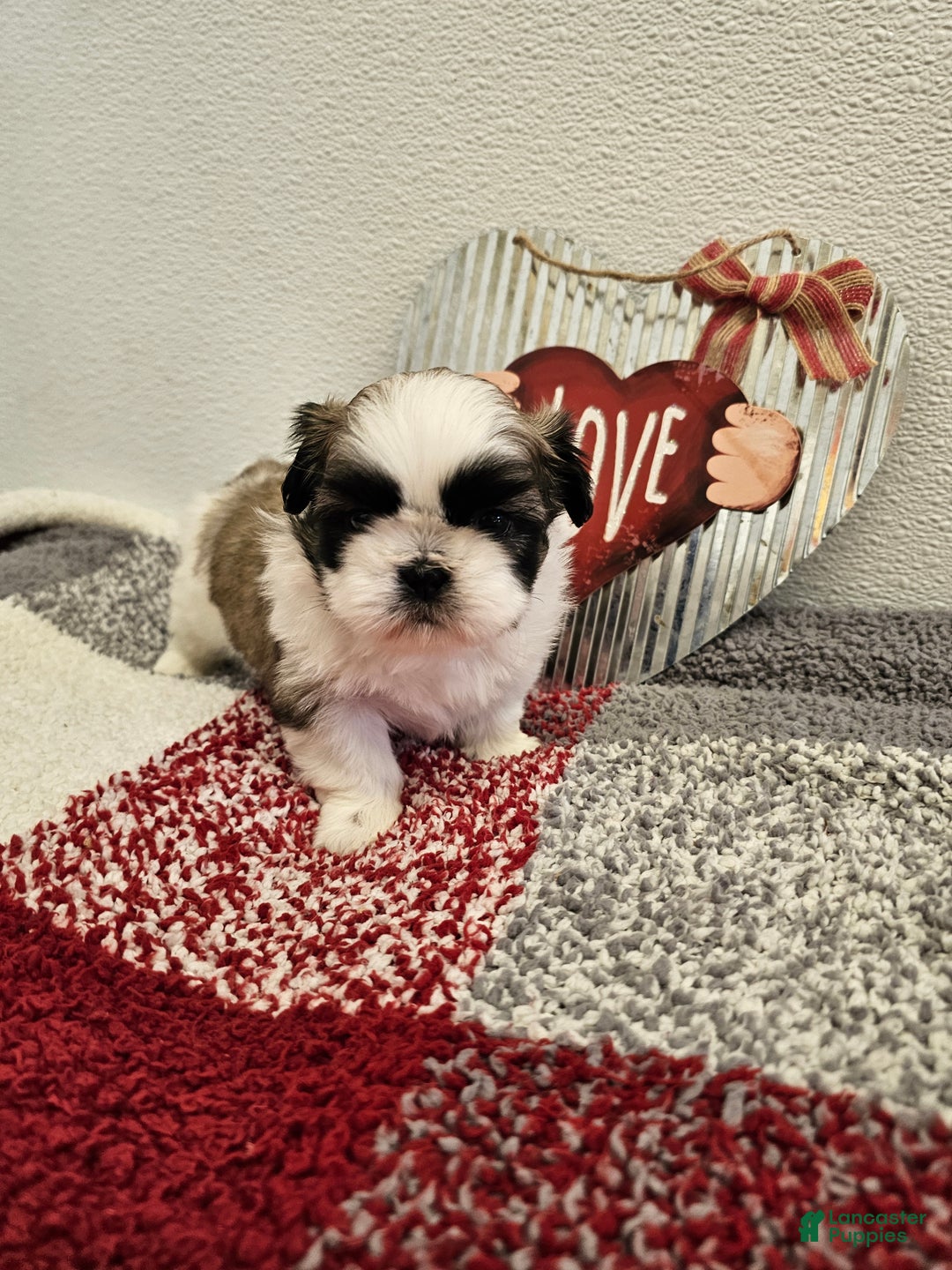 Shih Tzu dogs for sale: Chester Ckc - Ad 10