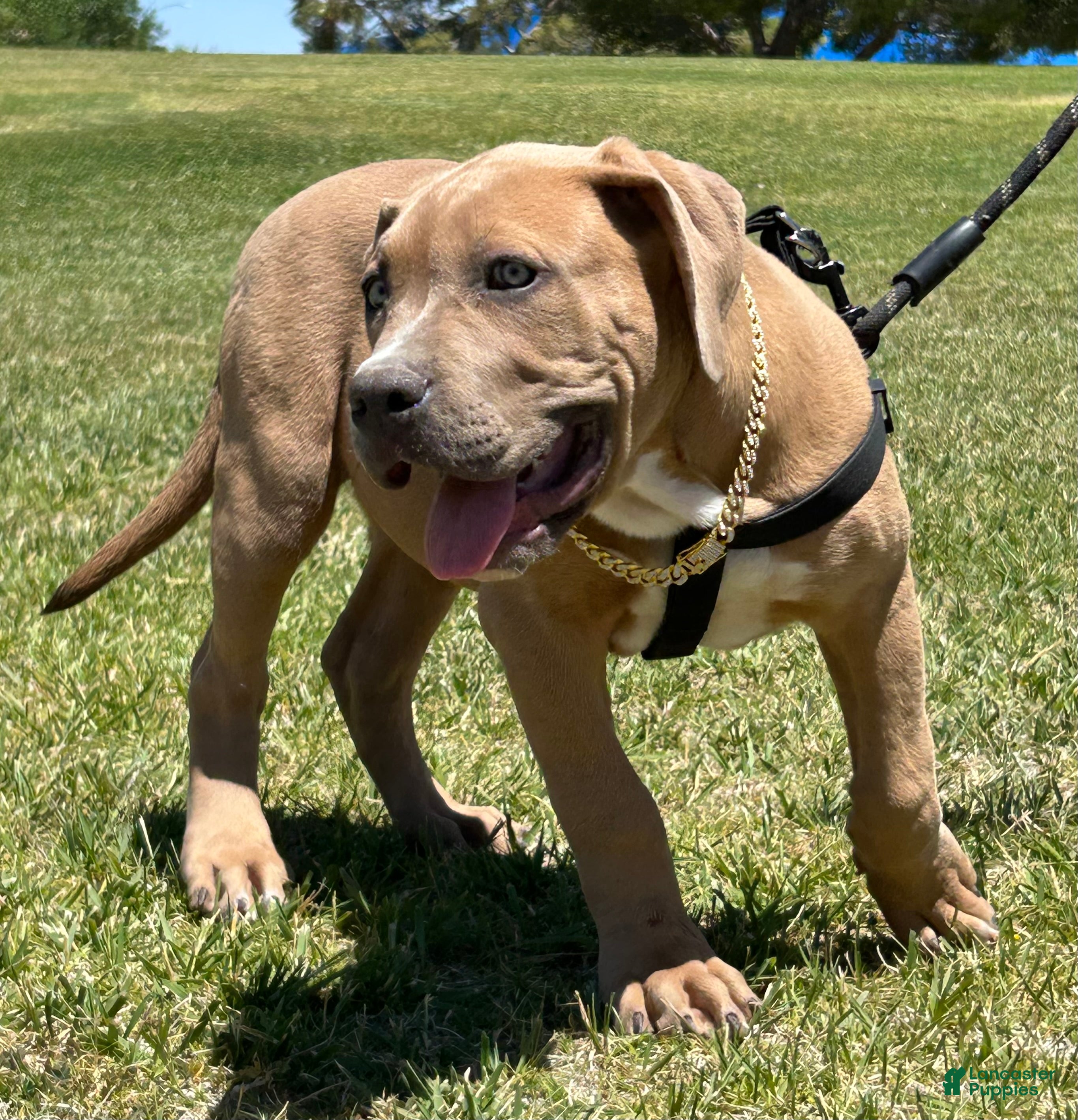 American Bully dogs KANO - Ad 10