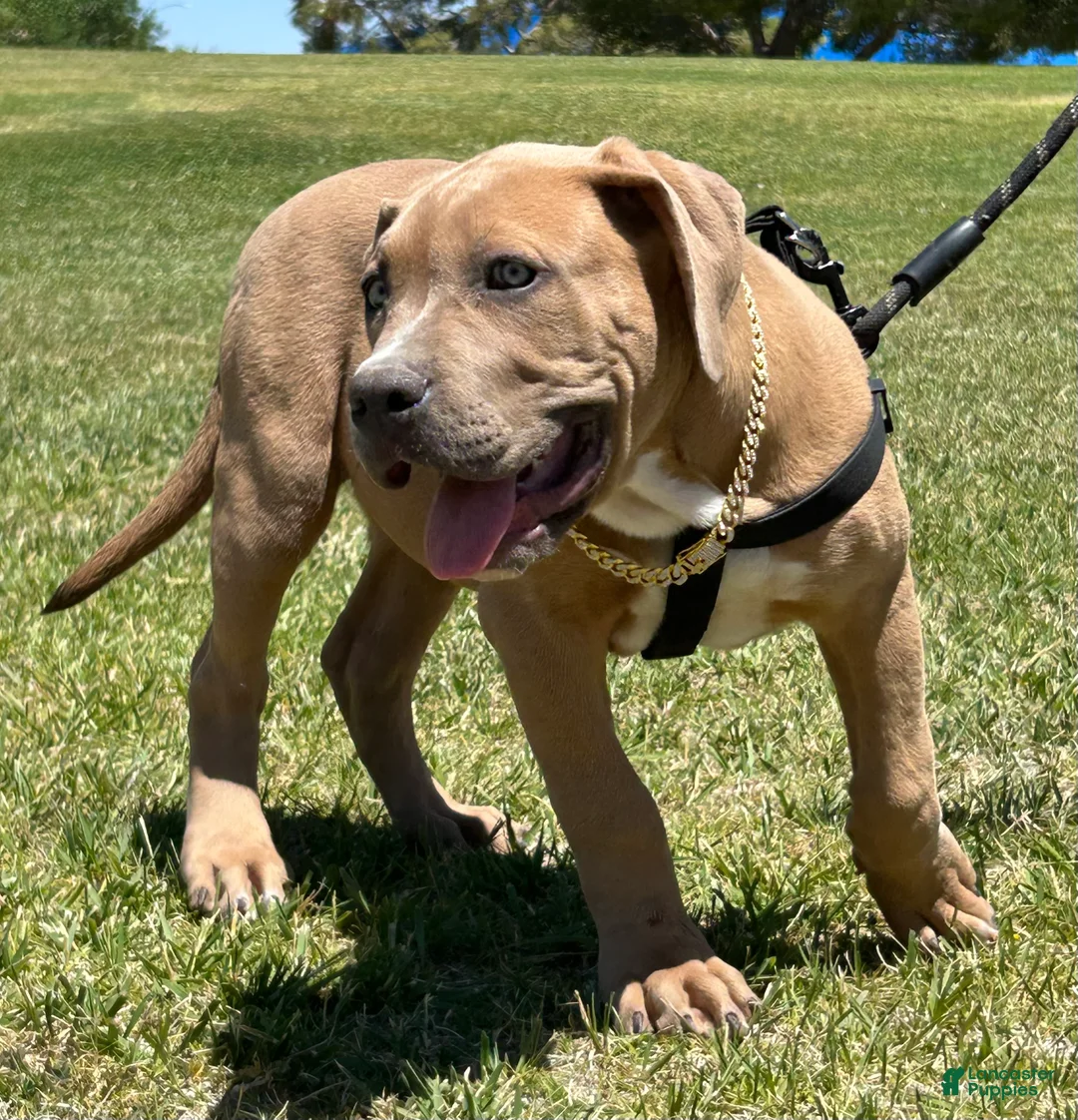 American Bully dogs for sale: KANO - Ad 1