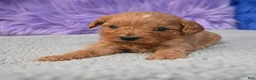 Cavapoo dogs for sale: Cavapoo 6 - Ad 14