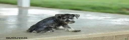 Miniature Schnauzer dogs for sale: Francis - Ad 3