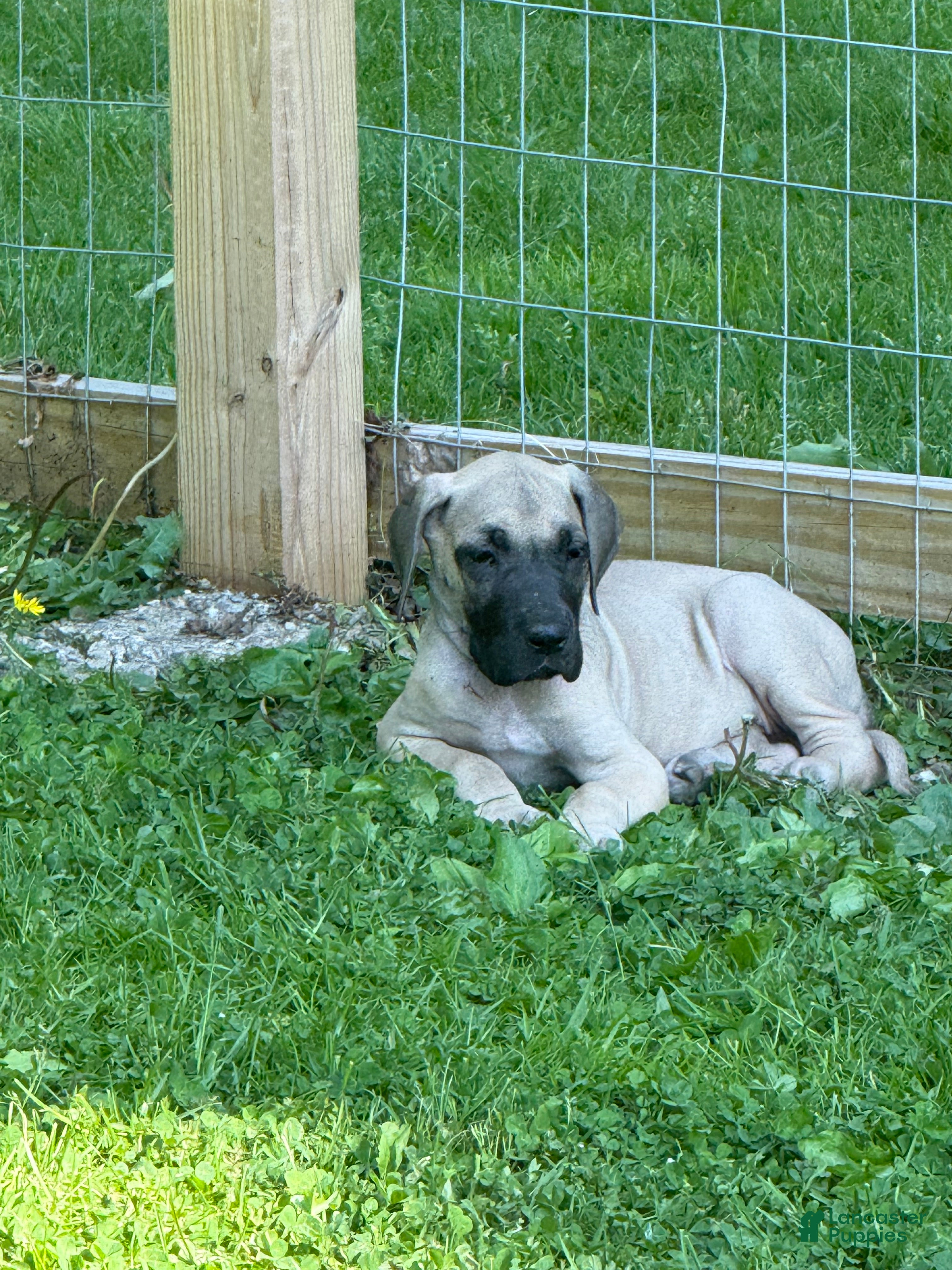 Great Dane dogs Rotini (Red) - Ad 41