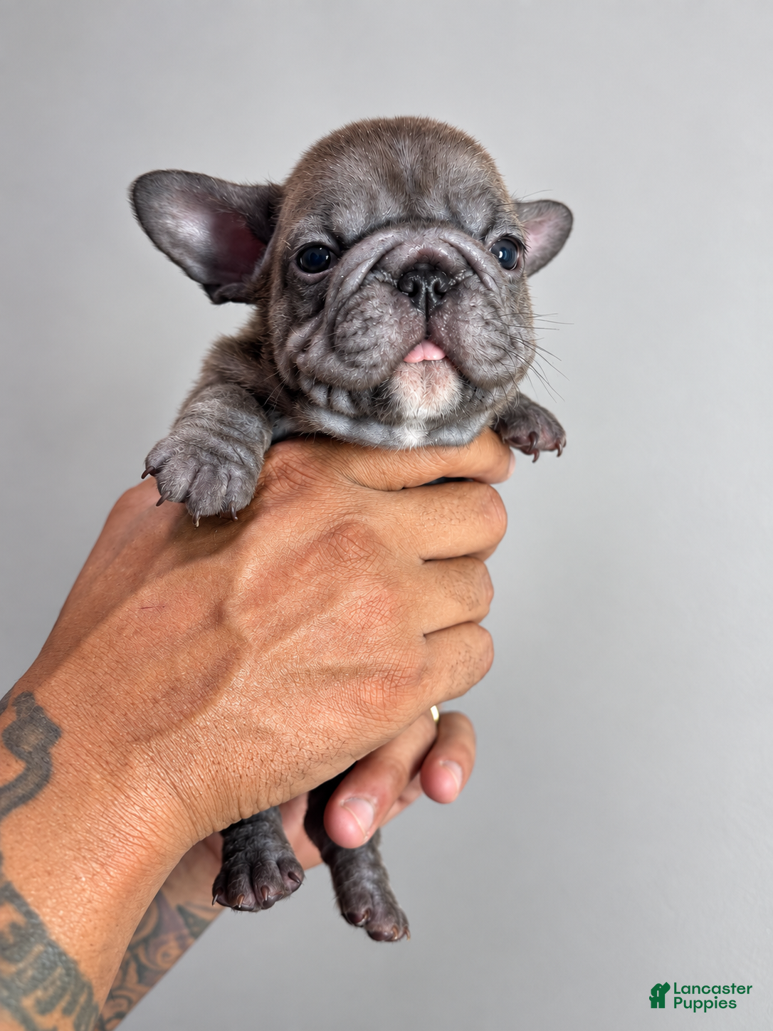 French Bulldog dogs French Bulldog 1 - Ad 2