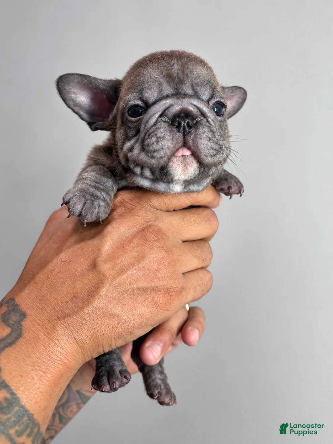 French Bulldog dogs for sale: French Bulldog 1 - Ad 2