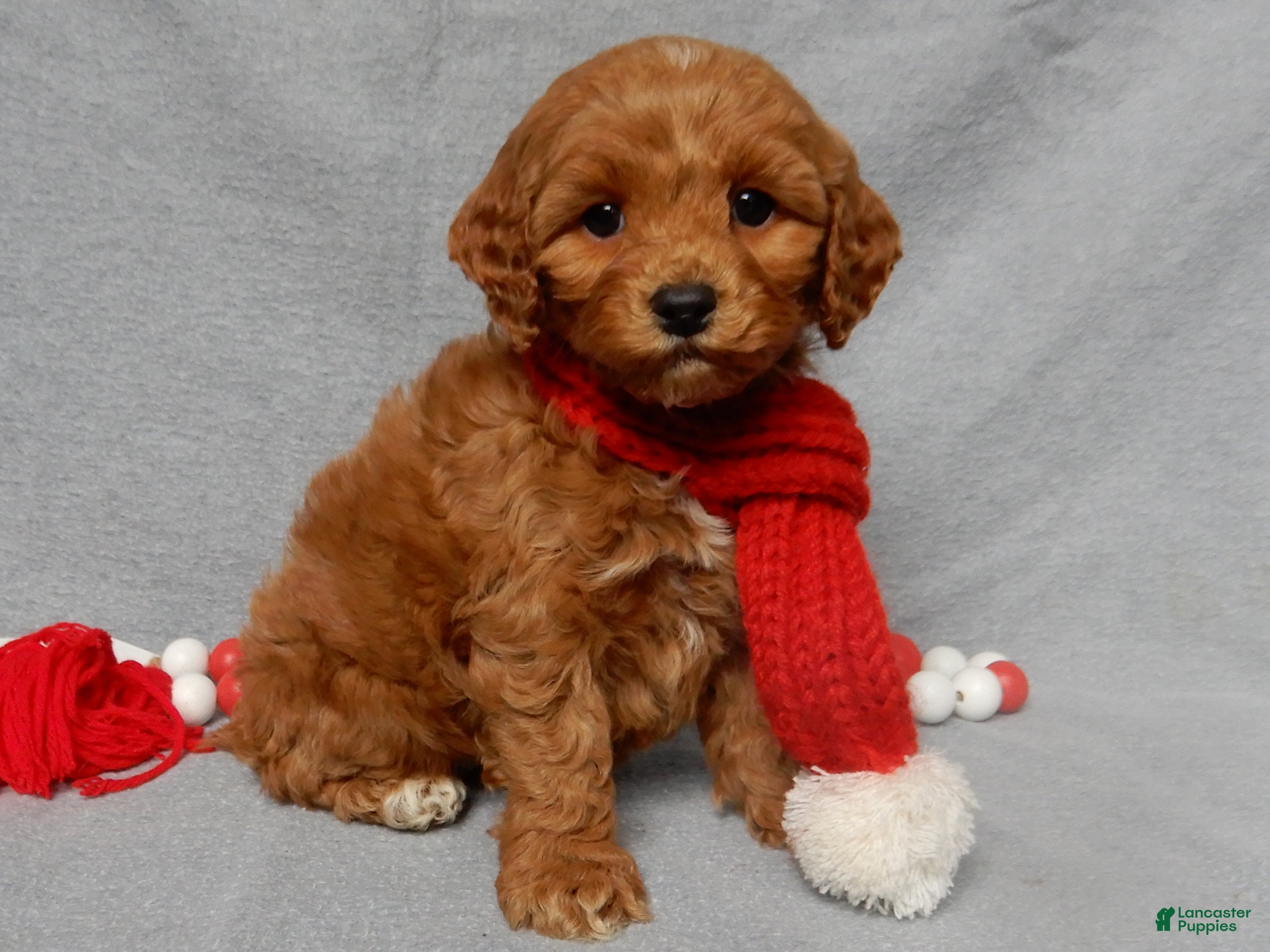 Cockapoo dogs Chewy - Ad 6