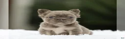 French Bulldog dogs for sale: WINONA - LILAC TAN FLUFFY BEAUTY IN CALI - US DELIVERY - Ad 7