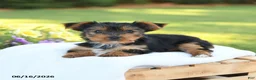 Yorkshire Terrier dogs for sale: Daffodil - Ad 4