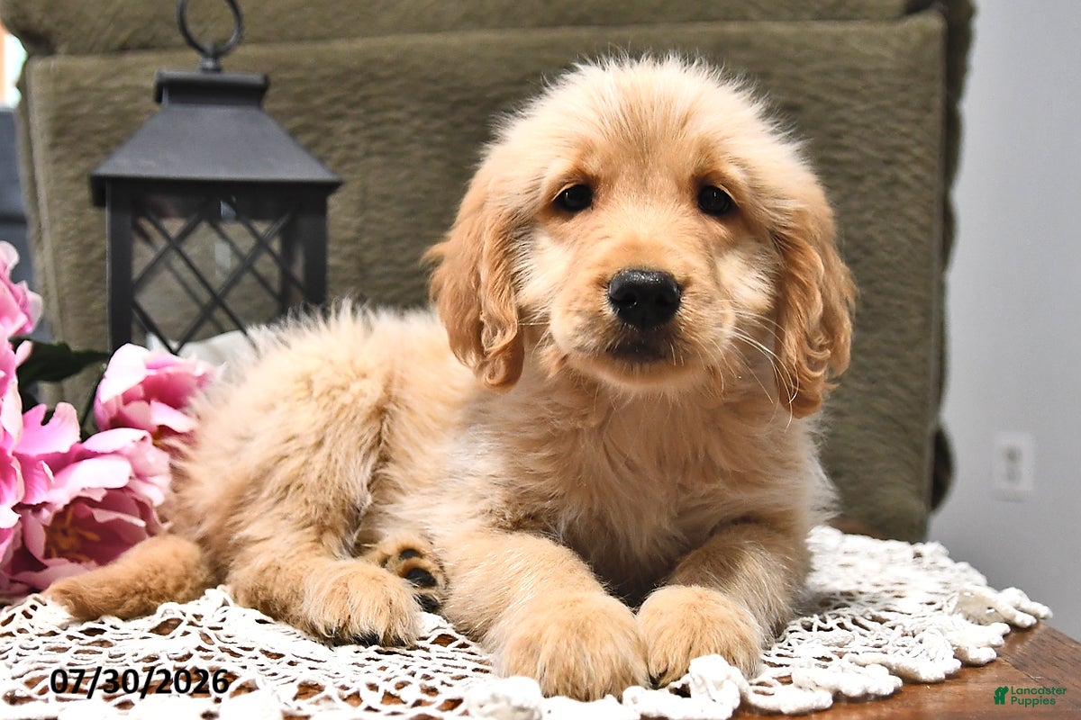 Goldendoodle dogs Lollipop - Ad 2