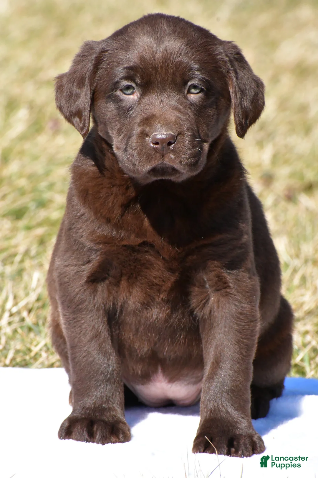 Labrador Retriever dogs for sale: Jenna - Ad 1