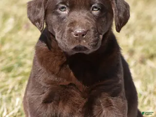 Labrador Retriever dogs for sale: Jenna - Ad 3