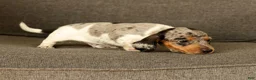 Miniature Dachshund dogs for sale: Baxter - Ad 7
