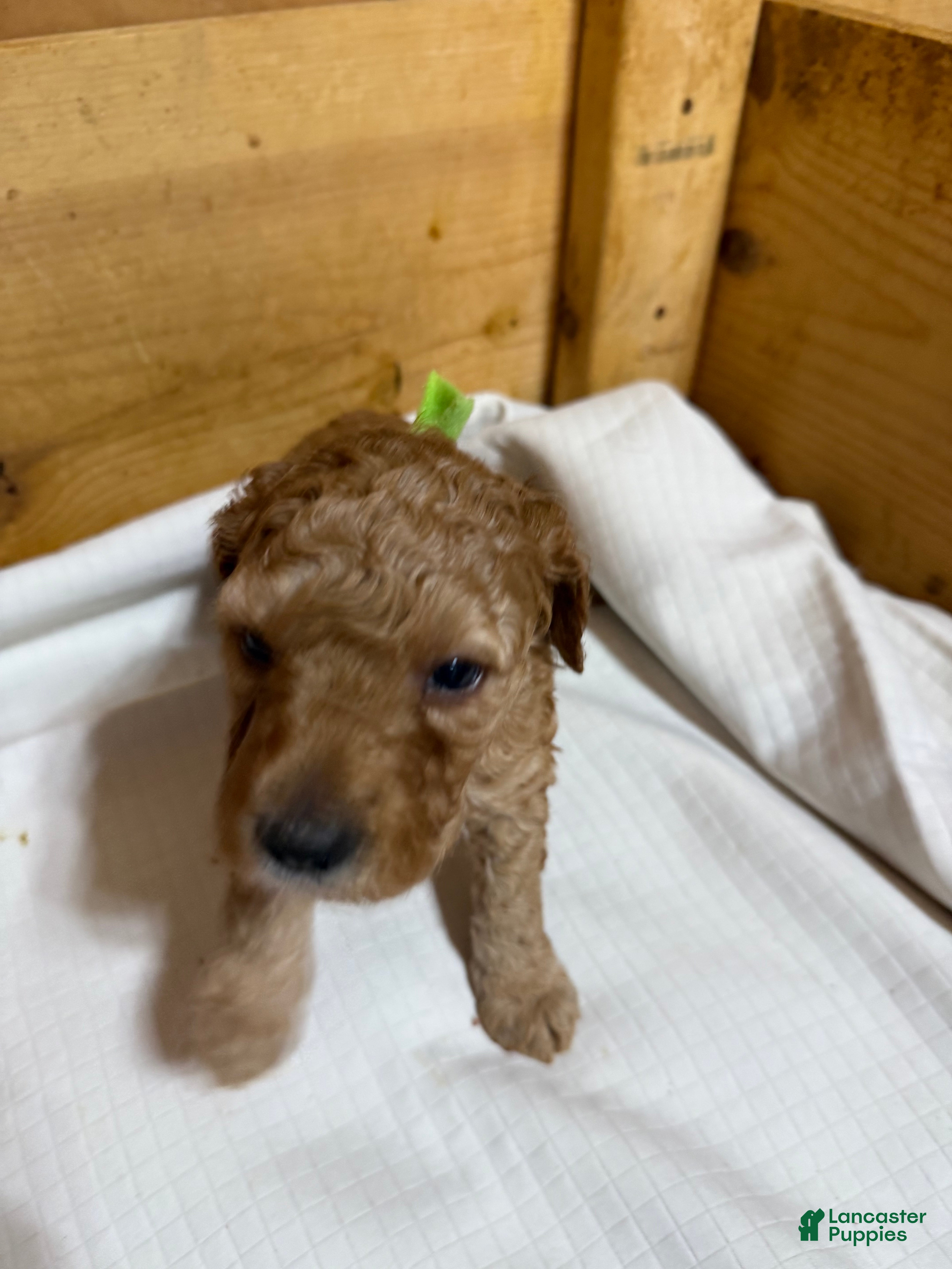 Goldendoodle dogs Goldendoodle Puppy 4 - Ad 1