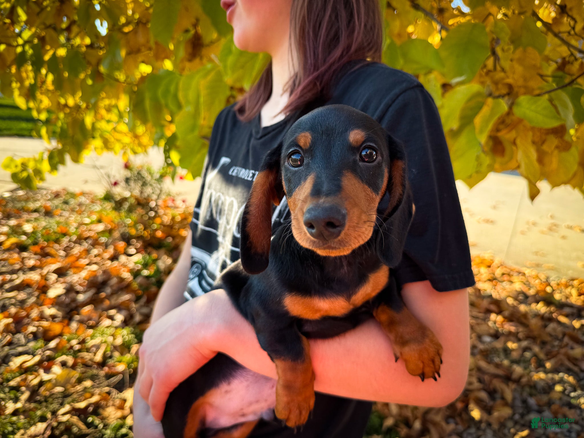 Miniature Dachshund dogs for sale: Tucker - Ad 2
