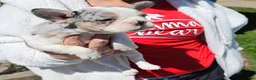 French Bulldog dogs for sale: Jasmine - Ad 6