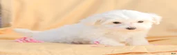 Maltese dogs for sale: Butch - Ad 7