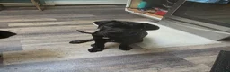Cane Corso dogs for sale: Cane Corso Puppy 1 - Ad 3