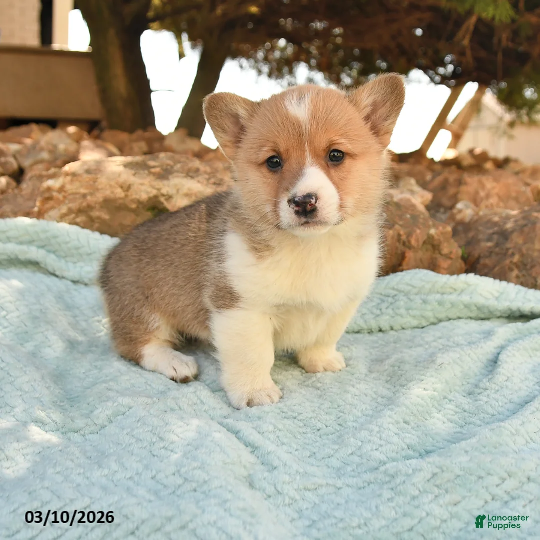 Welsh Corgi Pembroke dogs for sale: Roscoe - Ad 1