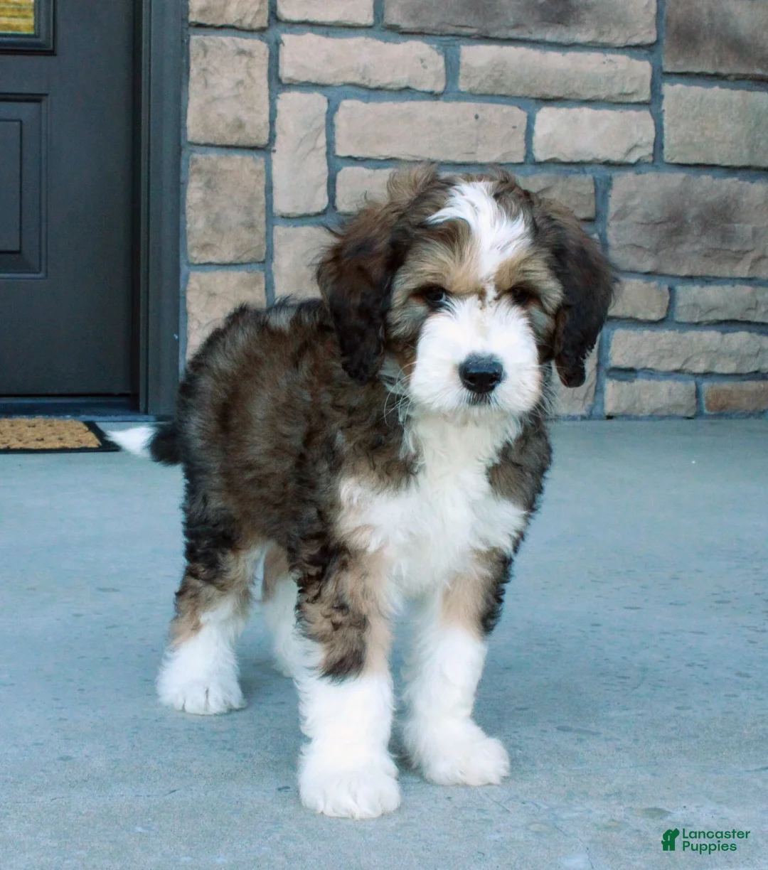 Bernedoodle dogs for sale: Sarge  - Ad 1