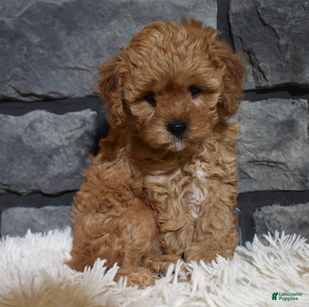 Cavapoo dogs Sugar - Ad 23