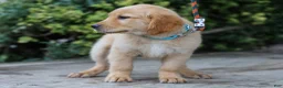 Golden Retriever dogs for sale: Adam ACA Golden Retriever Pup - Ad 3
