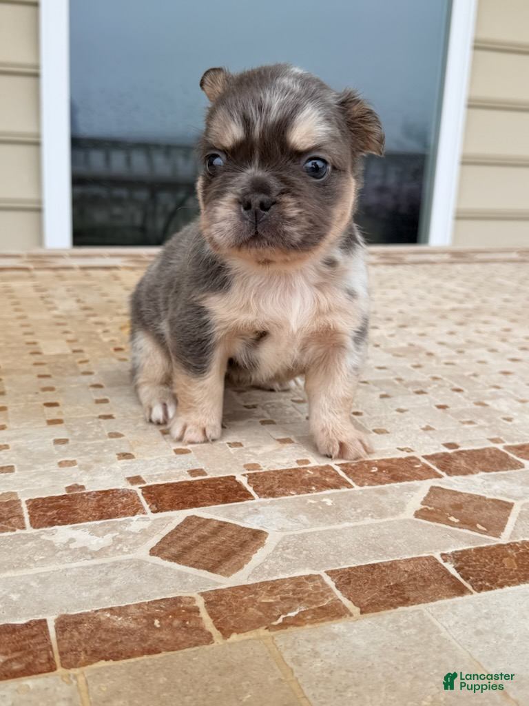 French Bulldog dogs for sale: Daisy - Ad 2