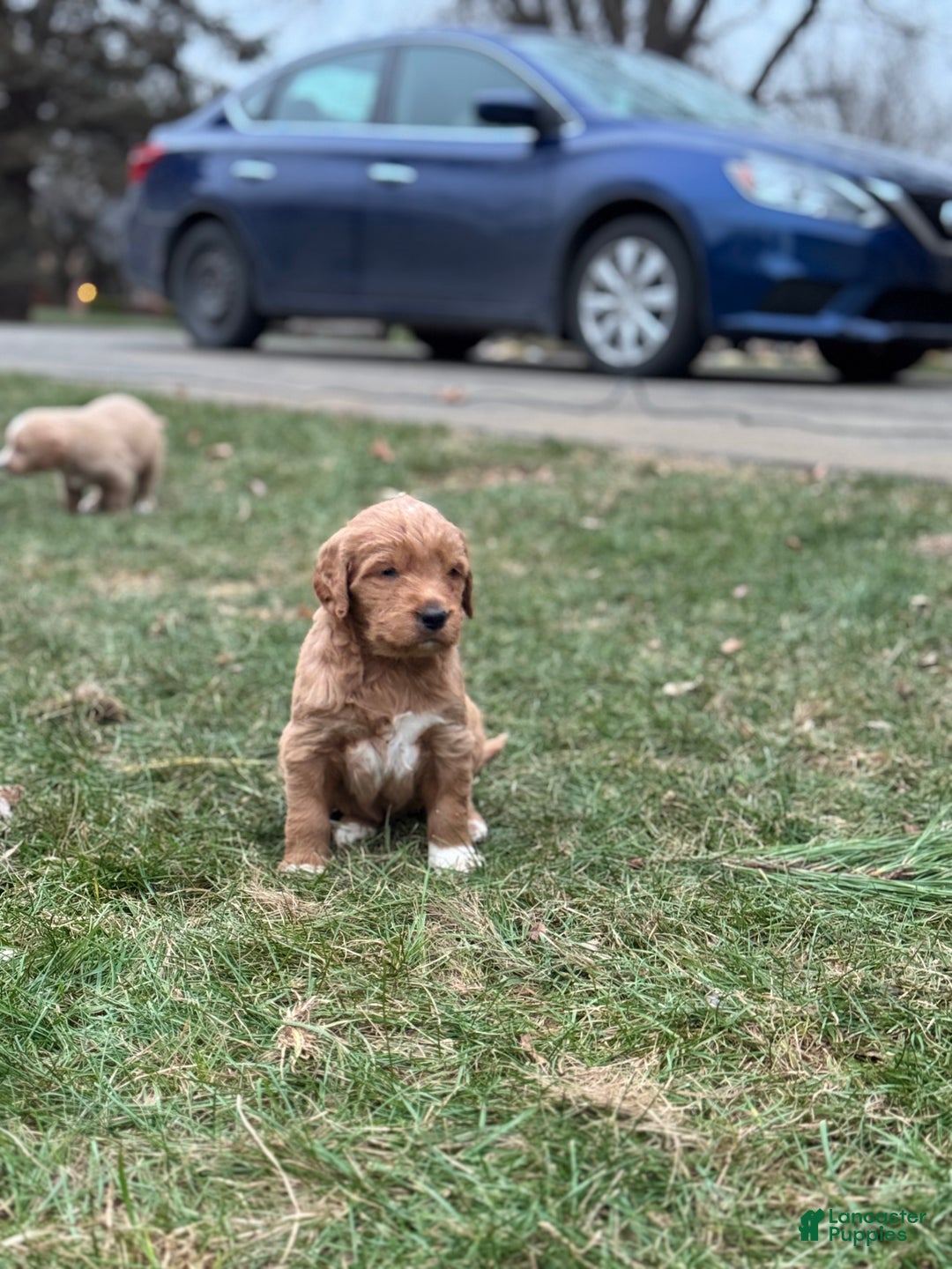 Mixed Breed dogs for sale: Aspen - Ad 4