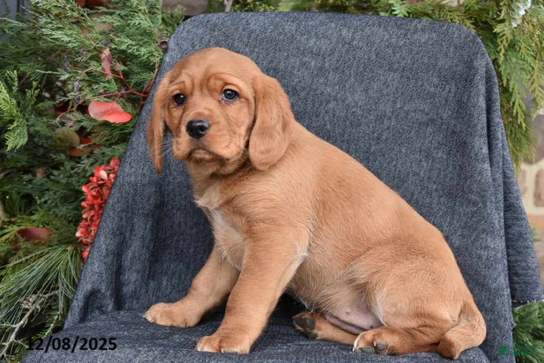 Mixed Breed dogs for sale: Jolly - Ad 2